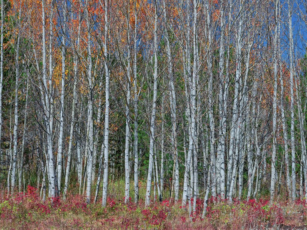 Autumn Views Jigsaw Puzzle featuring the photograph Red Orange Blue Stick Forest by James BO Insogna