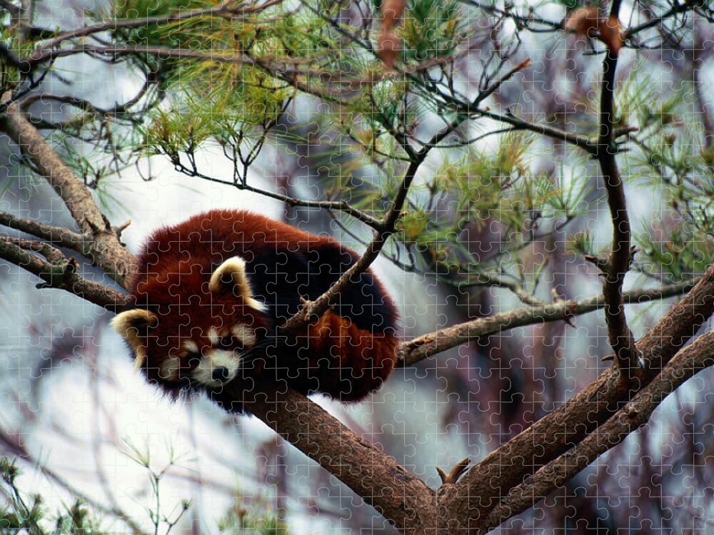 Animal Themes Jigsaw Puzzle featuring the photograph Red Panda Ailurus Fulgens In Tree, China by Art Wolfe