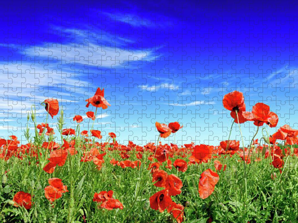 Scenics Jigsaw Puzzle featuring the photograph Red Poppies On Green Field by Trout55