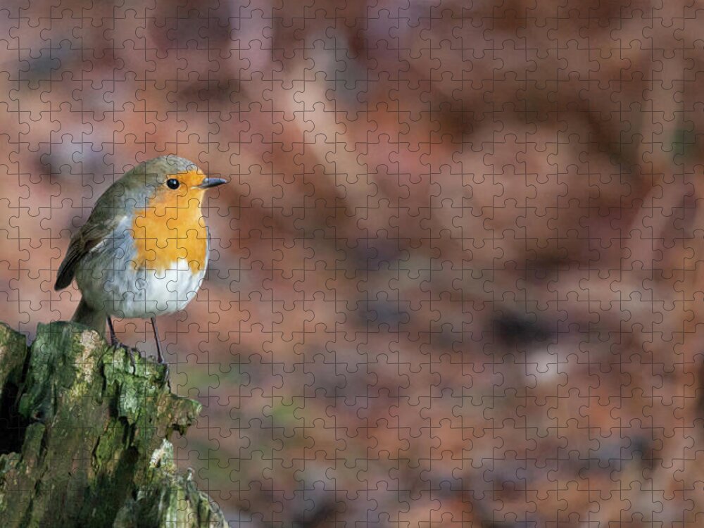 Robin Jigsaw Puzzle featuring the photograph Red Robin in the woods at Autumn by Anita Nicholson