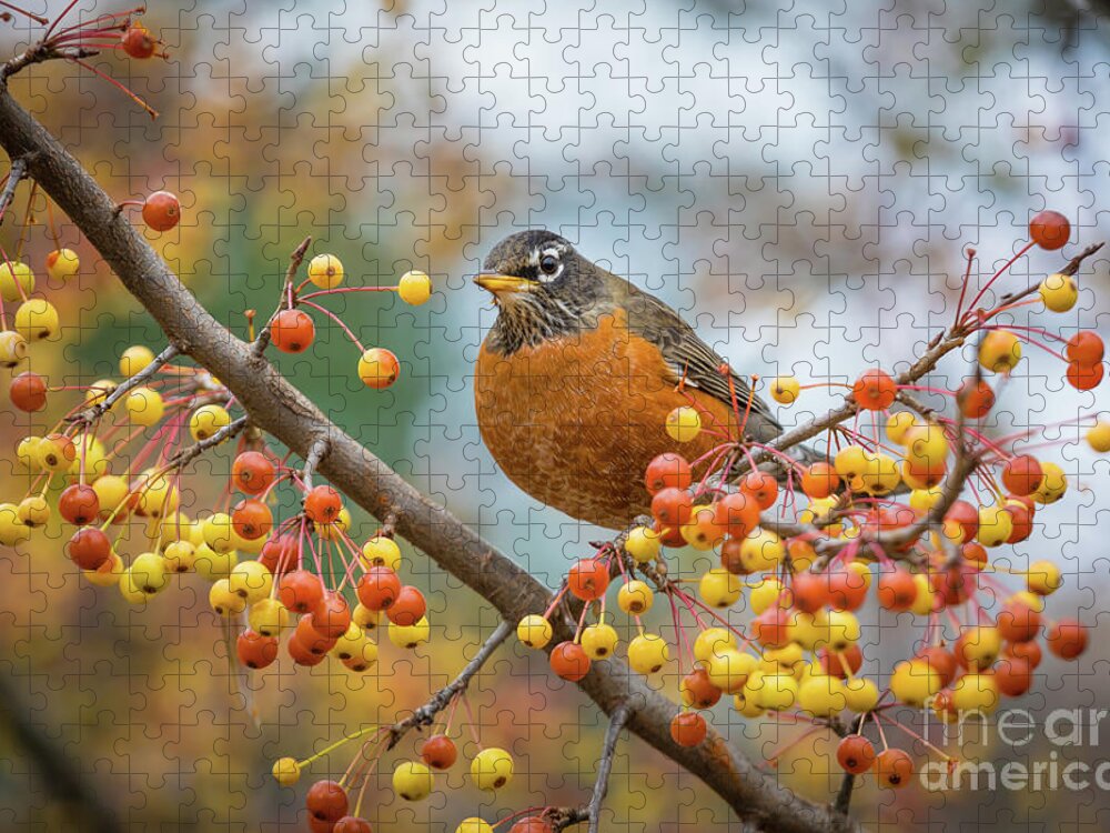 America Jigsaw Puzzle featuring the photograph Red Robin in Tree by Inge Johnsson