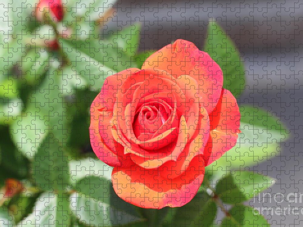 Purple Red Pedaled Rose Jigsaw Puzzle featuring the photograph Purple Red Pedaled Rose by Barbra Telfer