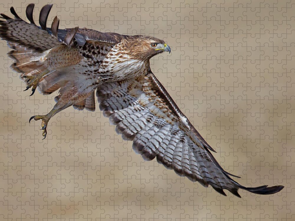 Animal Themes Jigsaw Puzzle featuring the photograph Red-tailed Hawk by Mallardg500