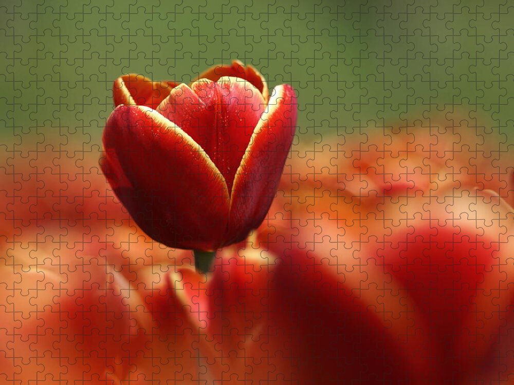 Netherlands Jigsaw Puzzle featuring the photograph Red Tulip Against A Soft Background by Chantal