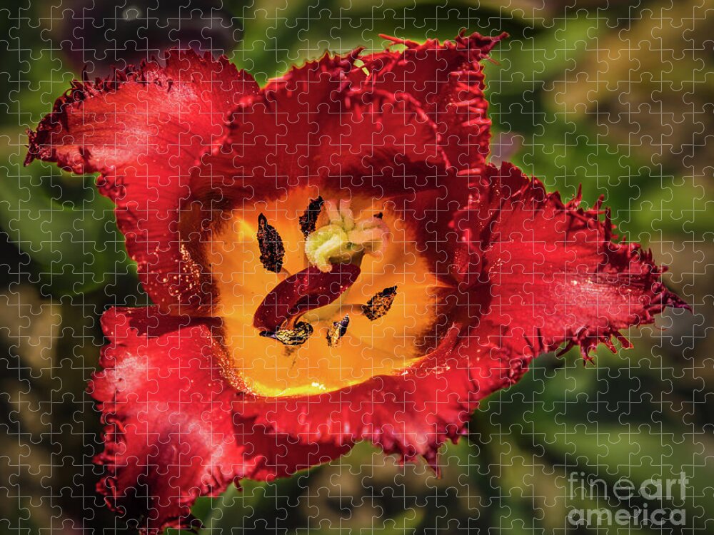 Tulip Jigsaw Puzzle featuring the photograph Red tulip by Lyl Dil Creations