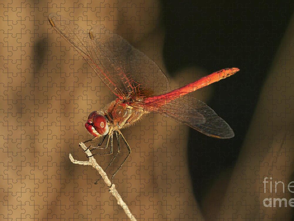 Striolatum Jigsaw Puzzle featuring the photograph Red-veined darter Dragonfly by Pablo Avanzini