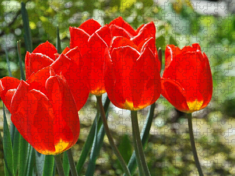 Red Yellow Tulips Jigsaw Puzzle featuring the photograph Red Yellow Tulips by Ee Photography