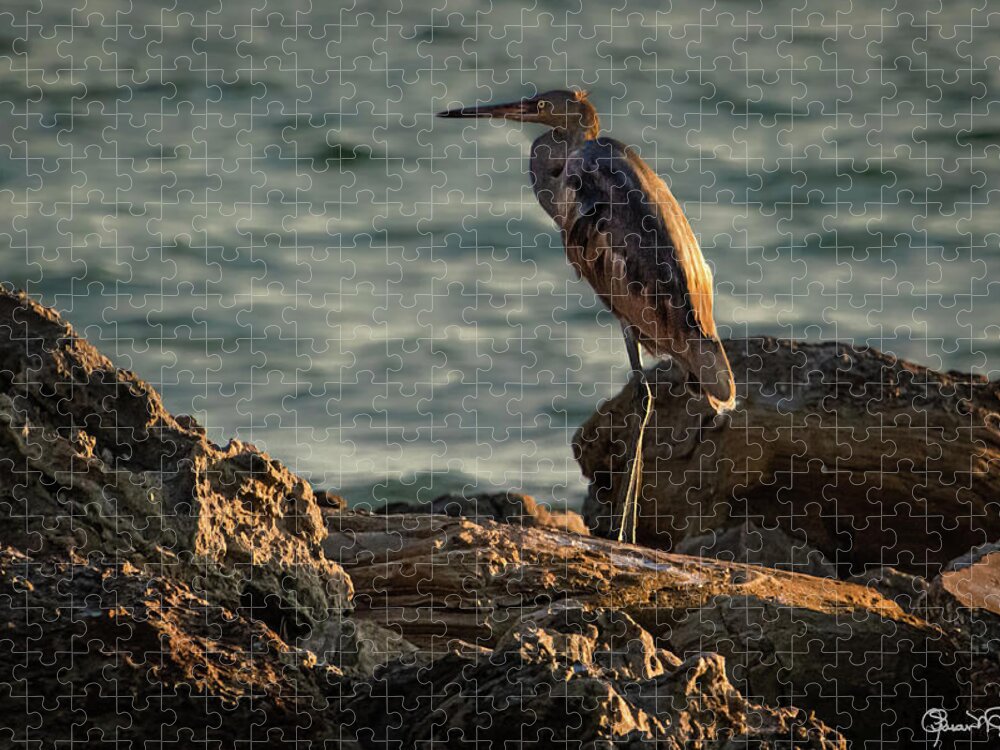 Susan Molnar Jigsaw Puzzle featuring the photograph Reddish Egret On The Rocks by Susan Molnar