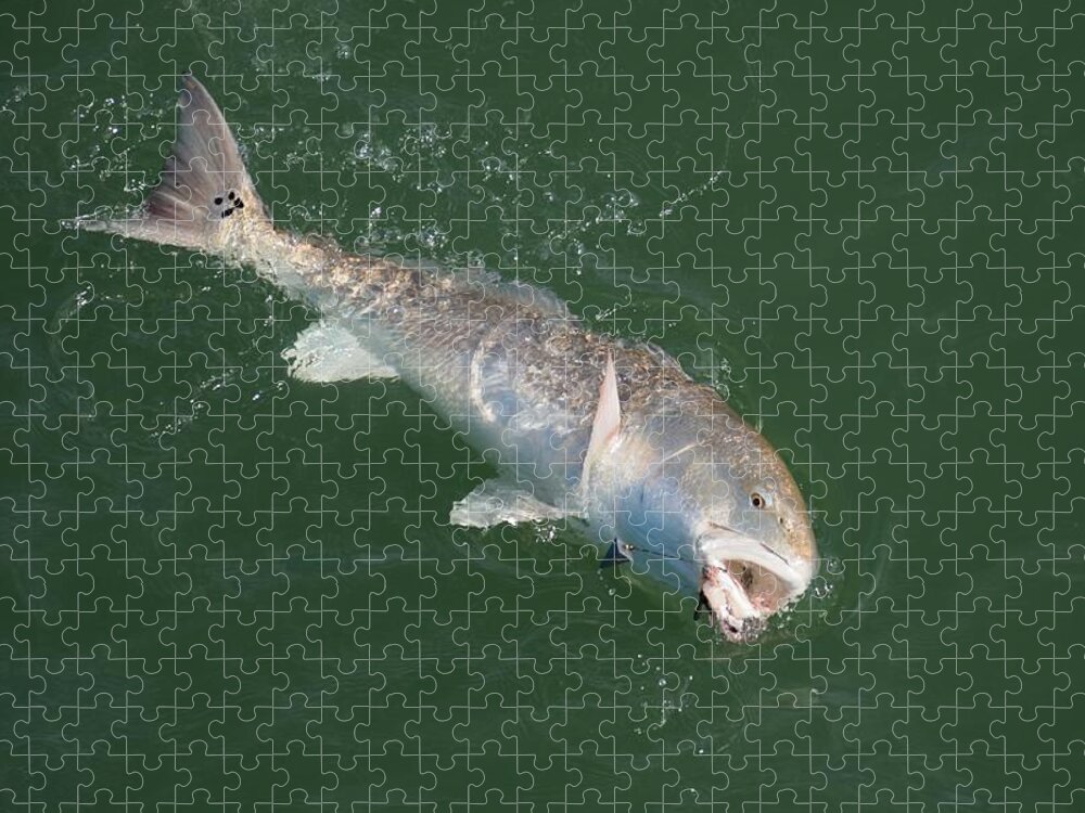 Red Drum Jigsaw Puzzle featuring the photograph Redfish on the line by Bradford Martin