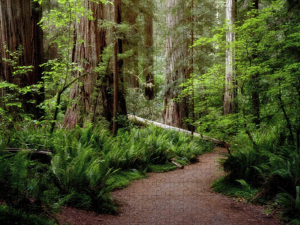 Bark Jigsaw Puzzle featuring the photograph Redwood Lush by Lana Trussell