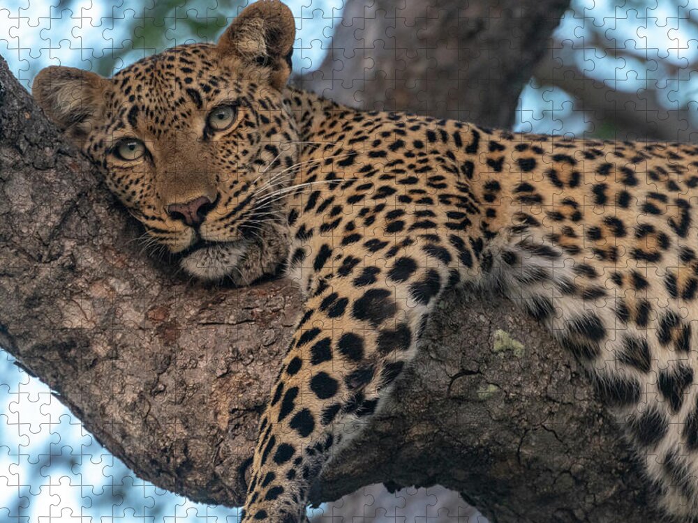 Leopard Jigsaw Puzzle featuring the photograph Relaxed Leopard by Mark Hunter