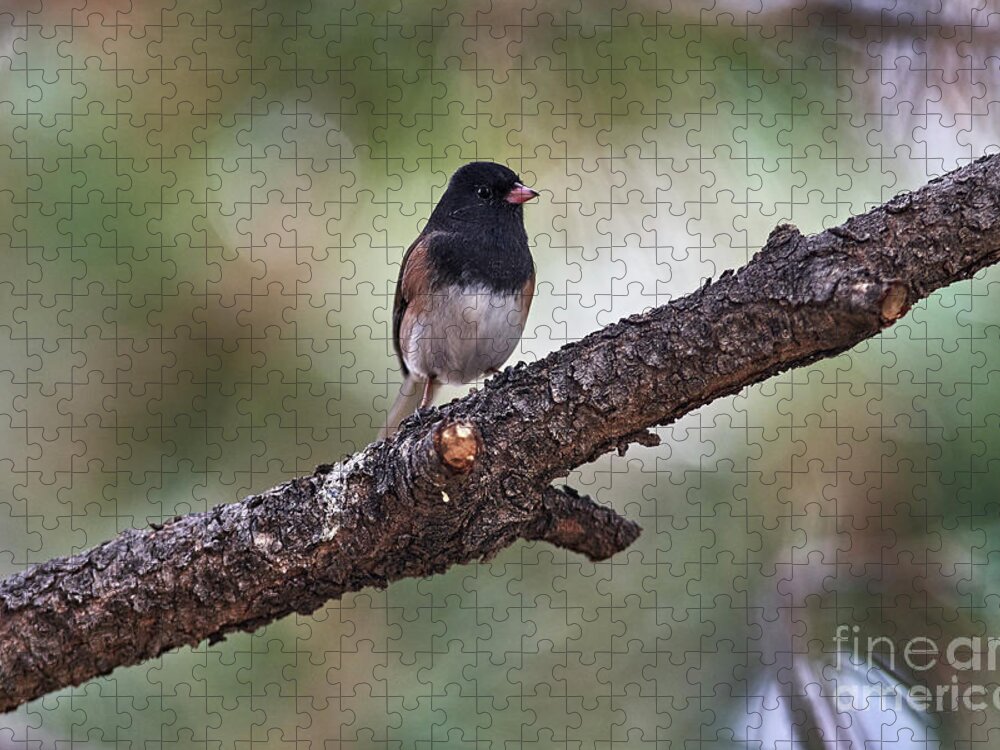 Bird Jigsaw Puzzle featuring the photograph Resting Bird by Robert WK Clark