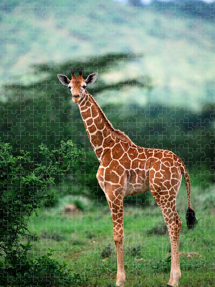 Giraffe Calf Jigsaw Puzzle featuring the photograph Reticulated Giraffe, Serengeti Nat by Art Wolfe