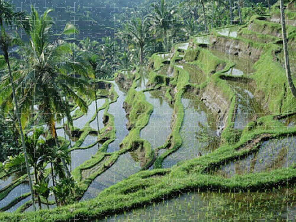 Woud Geven monster Rice Terraces, Bali, Indonesia Jigsaw Puzzle by Peter Adams - Photos.com
