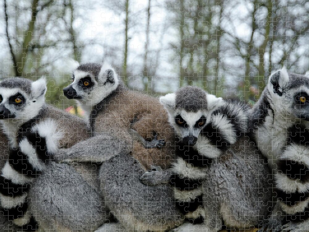 In A Row Jigsaw Puzzle featuring the photograph Ring Tailed Lemurs In Row by Photography Philip Appleyard