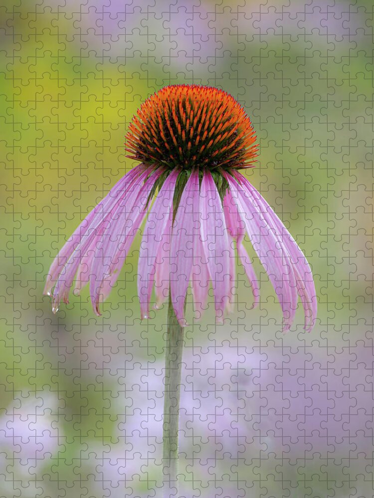 Flowers Jigsaw Puzzle featuring the photograph Rising Above by Dale Kincaid