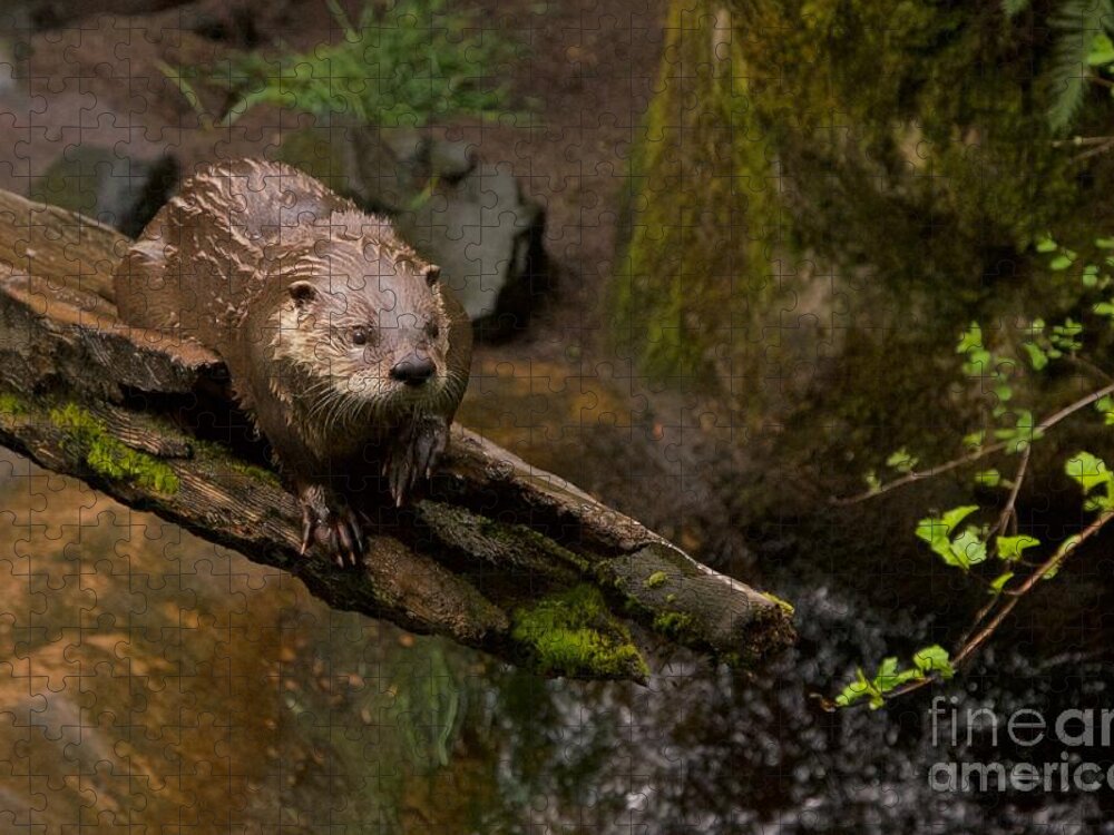 Photography Jigsaw Puzzle featuring the photograph River Otter by Sean Griffin