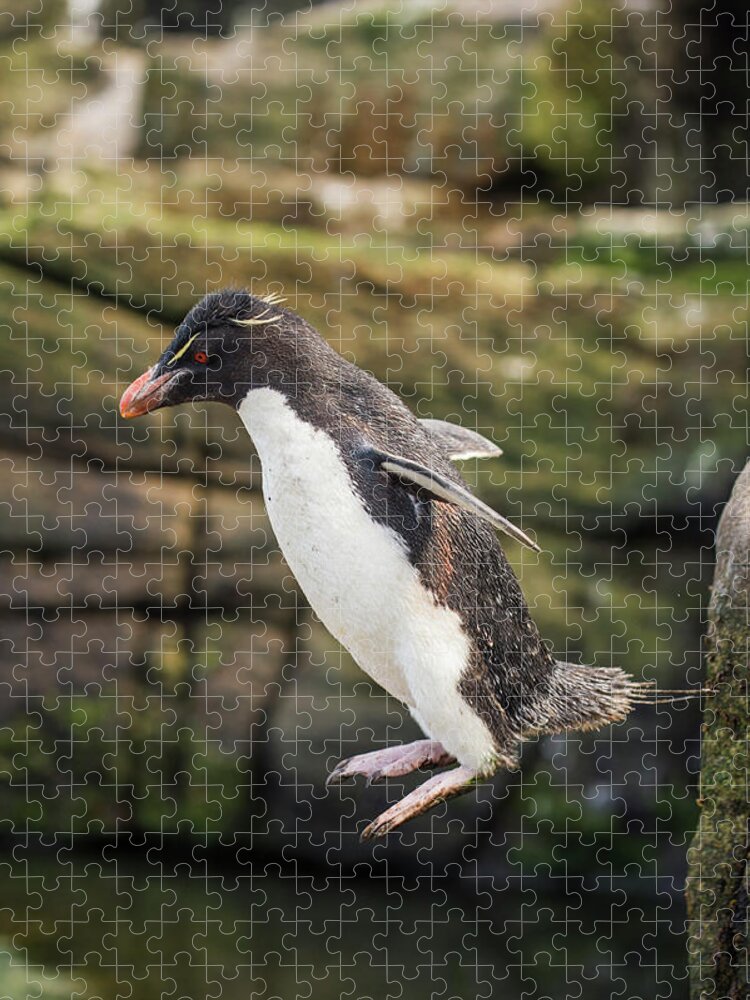 Animal Jigsaw Puzzle featuring the photograph Rockhopper Penguin Jumping by Tui De Roy