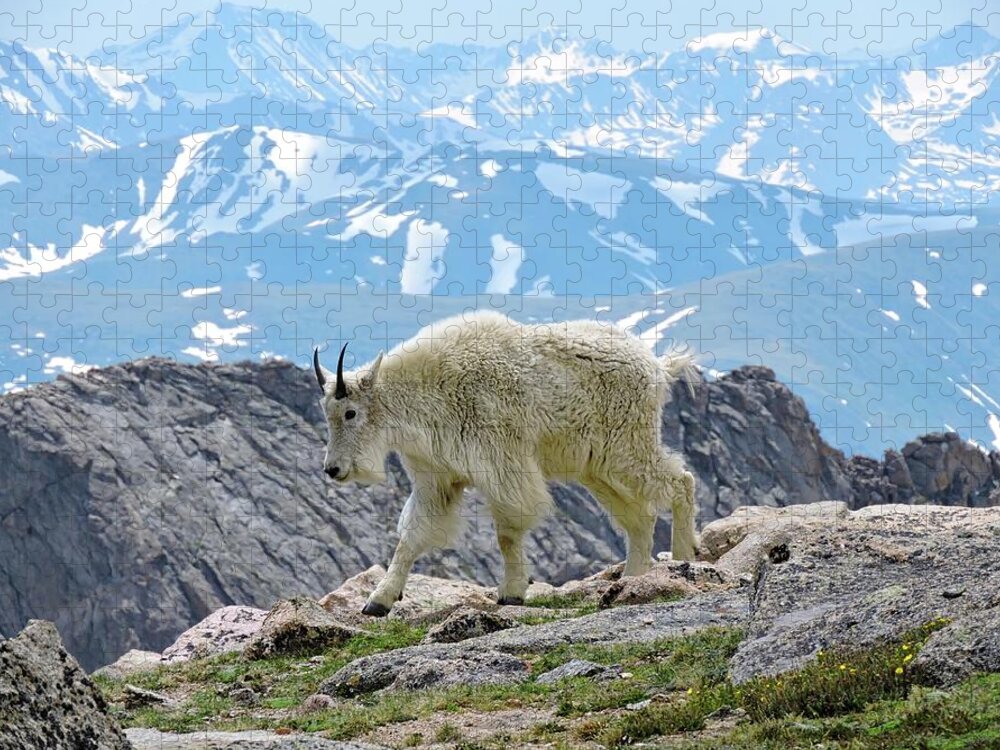 Mountain Goat Jigsaw Puzzle featuring the photograph Rocky Mountain Goat by Connor Beekman