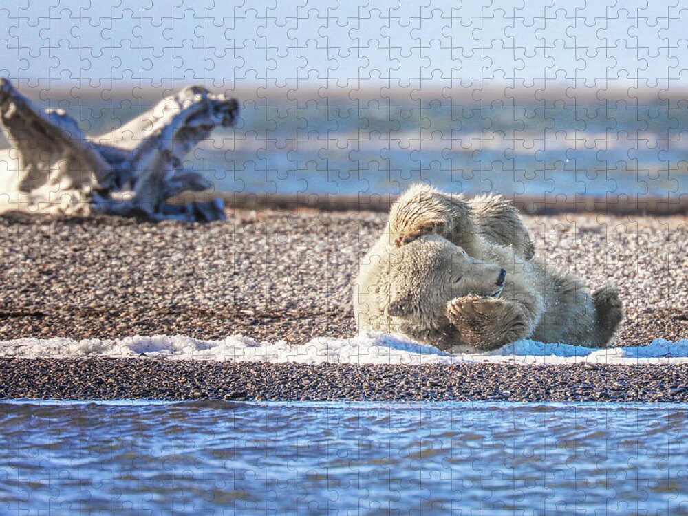 Arctic Jigsaw Puzzle featuring the photograph Rolling In The Snow 2 by Juli Ellen