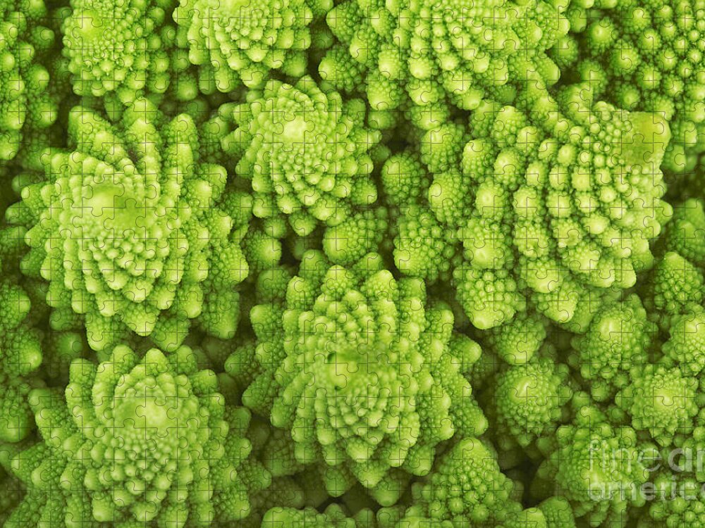 Romanesque Jigsaw Puzzle featuring the photograph Roman Broccoli Isolated On White by O.bellini