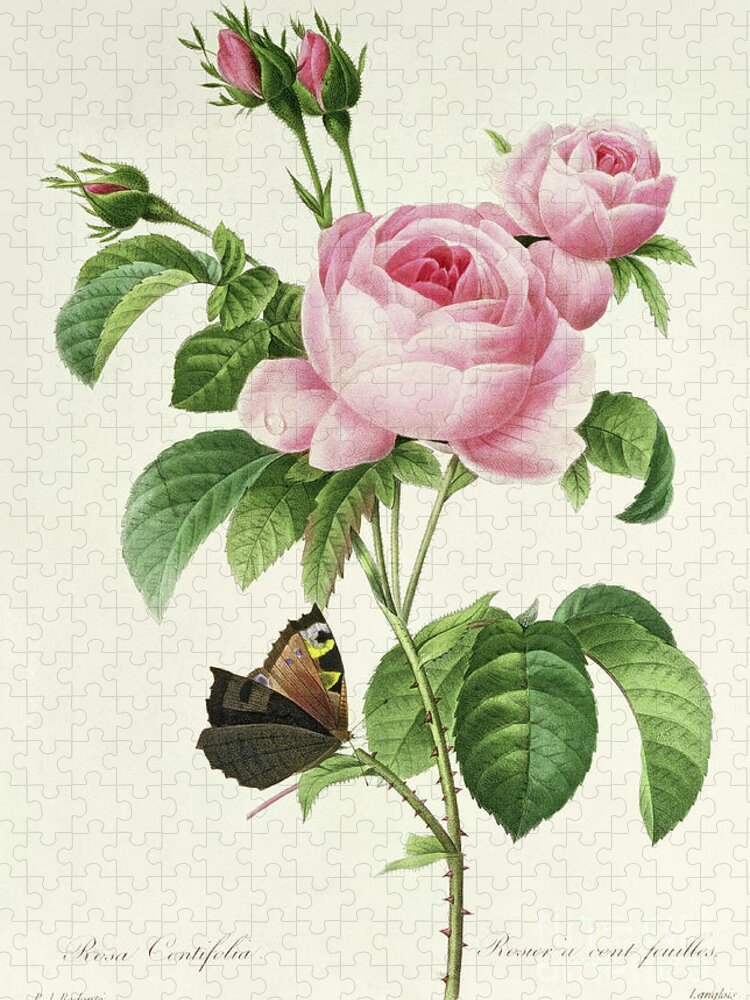 Redoute Jigsaw Puzzle featuring the painting Rosa Centifolia vintage Botanical Print by Redoute by Pierre Joseph Redoute