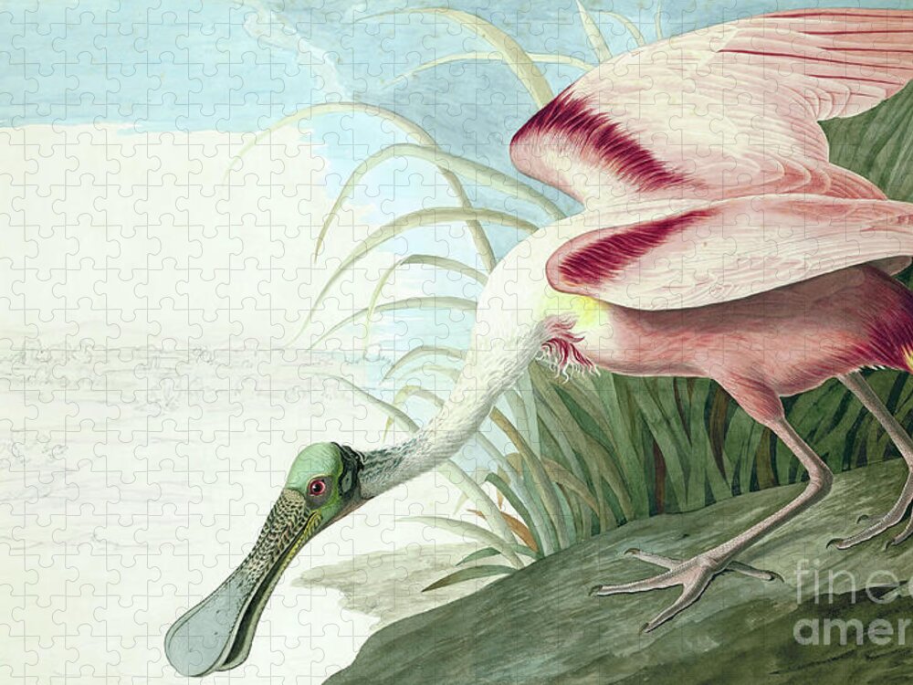 Roseate Spoonbill Jigsaw Puzzle featuring the painting Roseate Spoonbill, Platalea Ajaja Audubon by John James Audubon