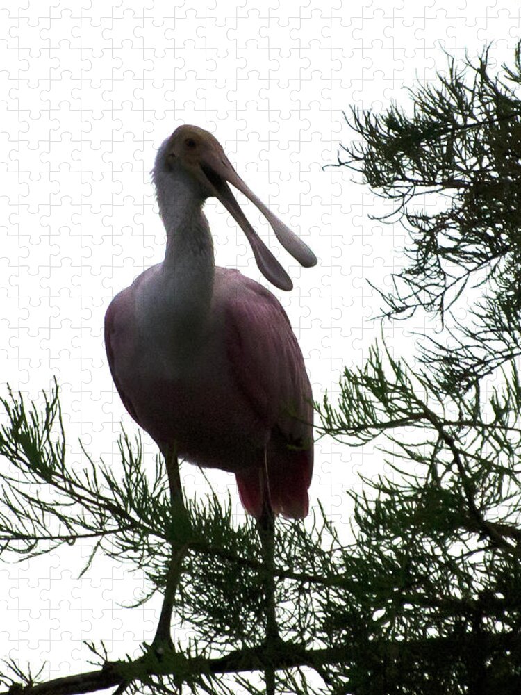 Animal Themes Jigsaw Puzzle featuring the photograph Roseate Spoonbill,beak Open by Mark Newman