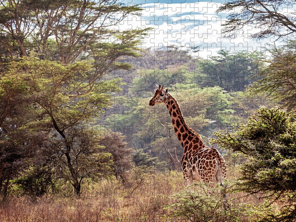 Giraffe Jigsaw Puzzle featuring the photograph Rothschild Giraffe in Lake Nakuru Kenya by Good Focused
