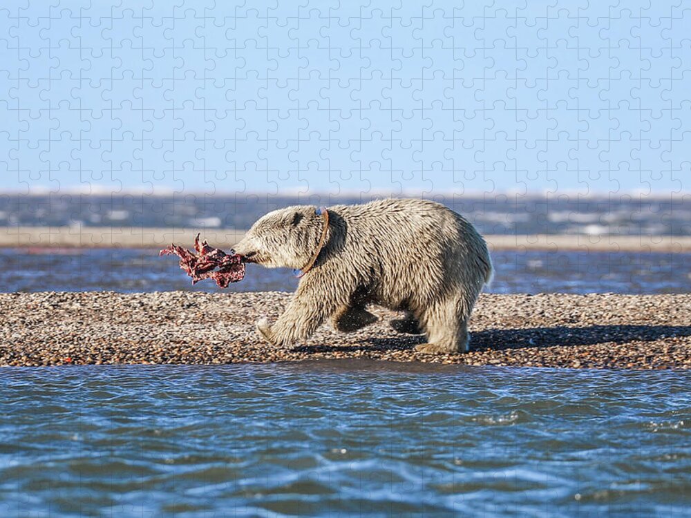 Arctic Jigsaw Puzzle featuring the photograph Running Down The Beach by Juli Ellen