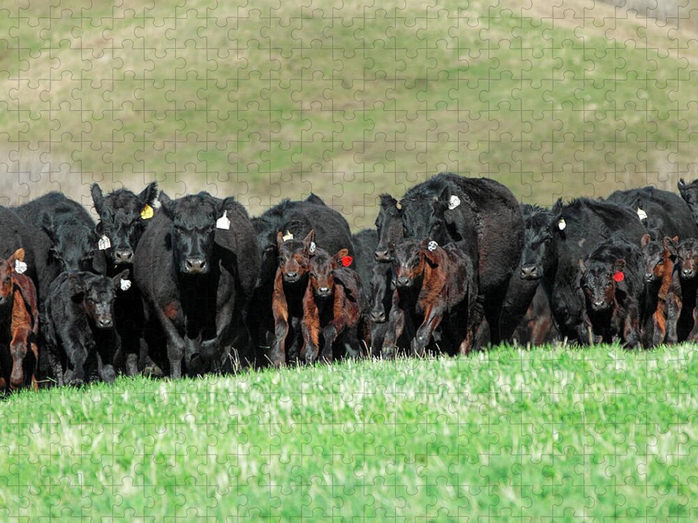 Herd Jigsaw Puzzle featuring the photograph Rushing Angus by Todd Klassy