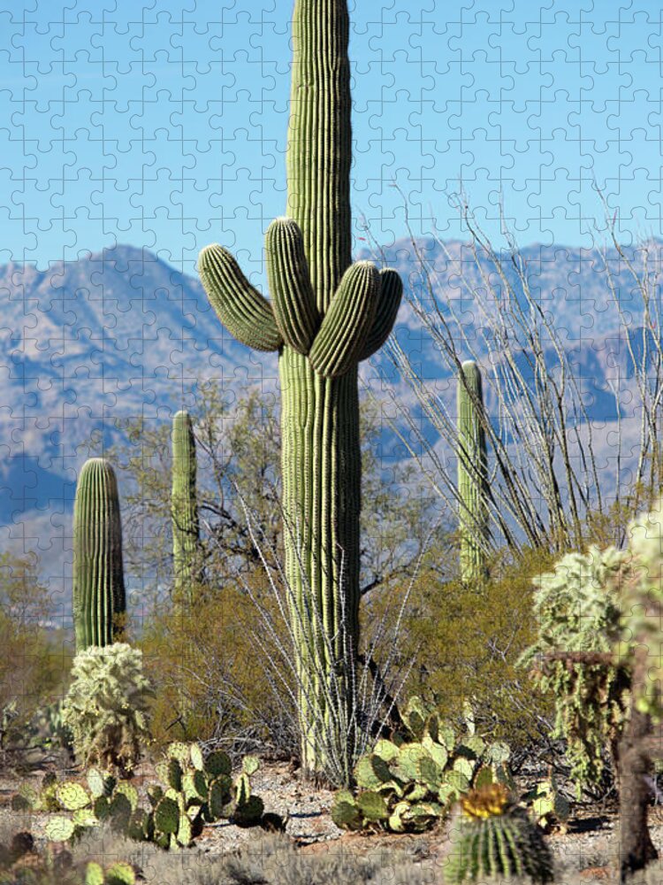 Saguaro Cactus Jigsaw Puzzle featuring the photograph Saguara Cactus In The Sonoran Desert by Nkbimages