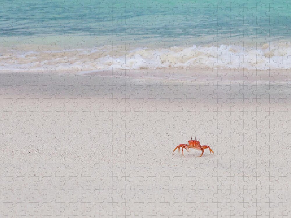 Water's Edge Jigsaw Puzzle featuring the photograph Sally Lightfoot Crab, Galapagos Islands by Original Photography