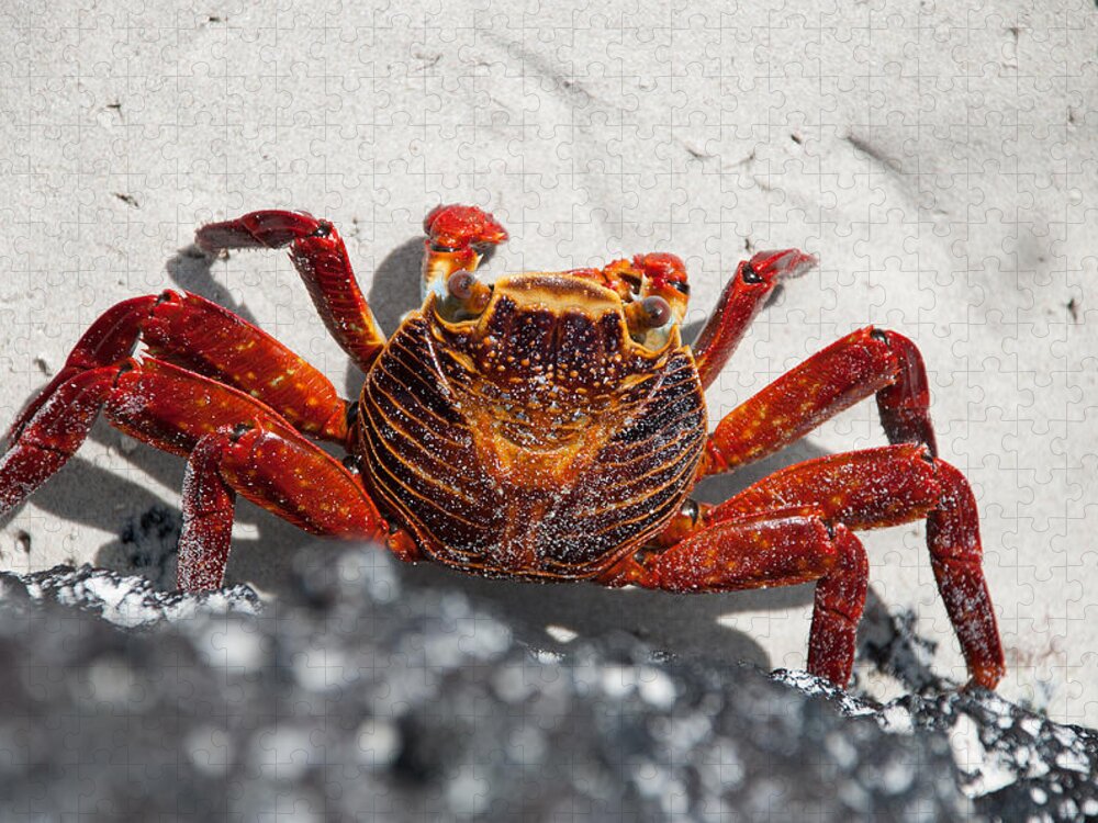 Animal Themes Jigsaw Puzzle featuring the photograph Sally Lightfoot Crab by Sascha Grabow