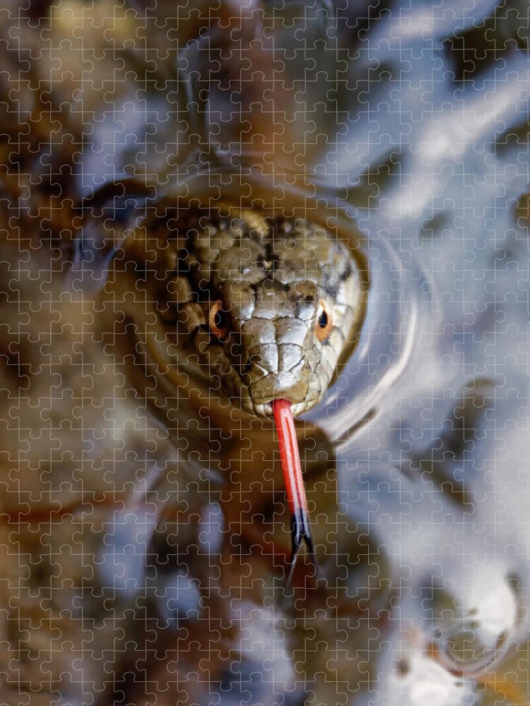 Sampling The Air Jigsaw Puzzle featuring the photograph Sampling the Air -- Western Terrestrial Garter Snake in Kings Canyon National Park, California by Darin Volpe