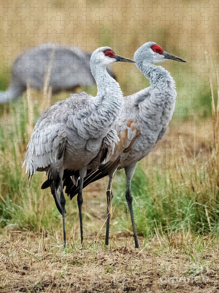 Cranes Jigsaw Puzzle featuring the photograph Sandhill Crane Pair by Michael Dawson