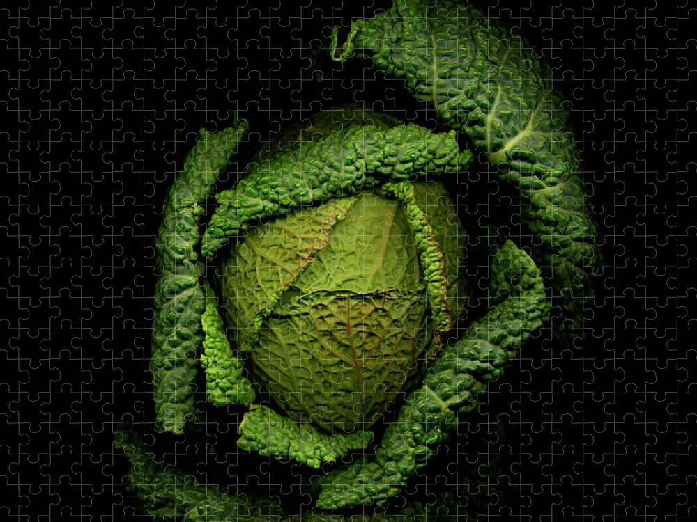 Black Background Jigsaw Puzzle featuring the photograph Savoy Cabbage Against Black Background by Mike Hill