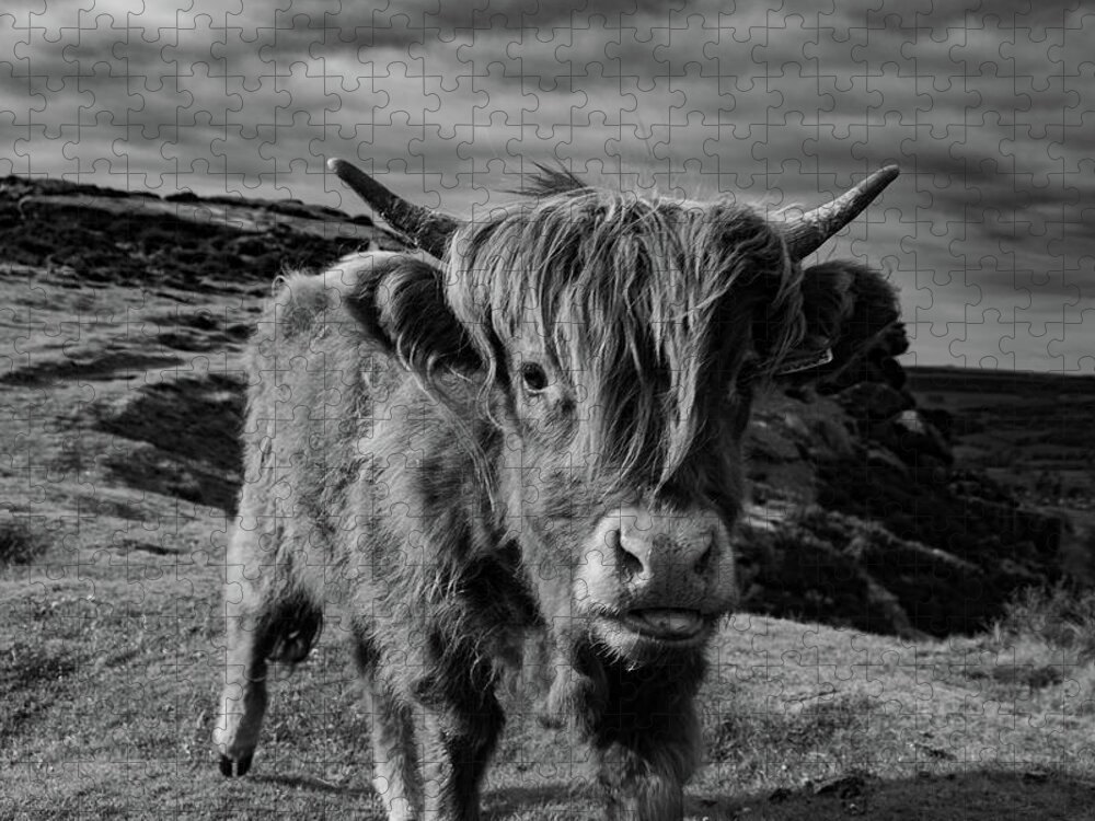Art Jigsaw Puzzle featuring the photograph Saying hello to a Highland Cow at Baslow Edge Black and White by Scott Lyons