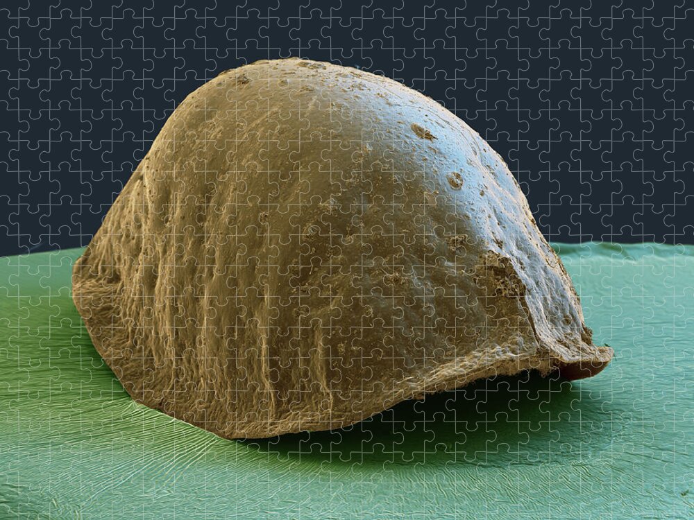 Coccoidea Jigsaw Puzzle featuring the photograph Scale, Sem by Oliver Meckes EYE OF SCIENCE