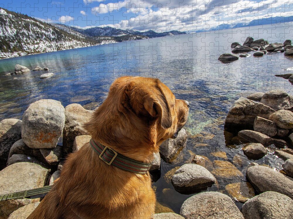 Dog Lake Tahoe Water Jigsaw Puzzle featuring the photograph Schroeder on Lake Tahoe by Rocco Silvestri