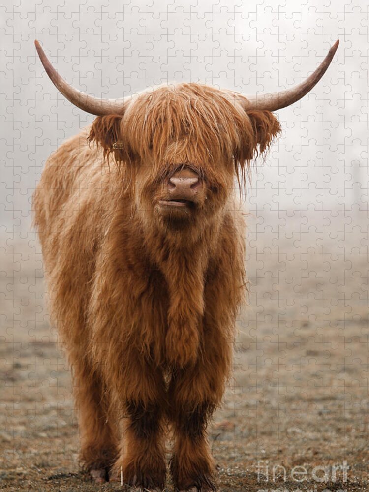 Dirty Jigsaw Puzzle featuring the photograph Scottish Highland Cow by Franz Peter Rudolf