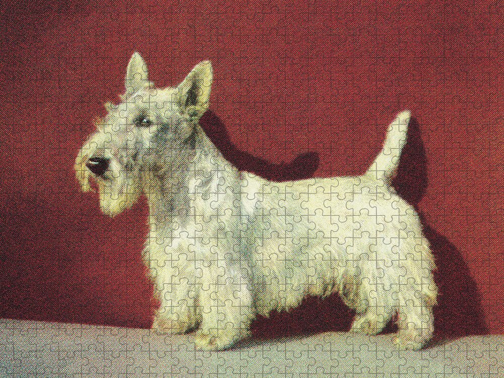 Animal Jigsaw Puzzle featuring the drawing Scottish Terrier by CSA Images