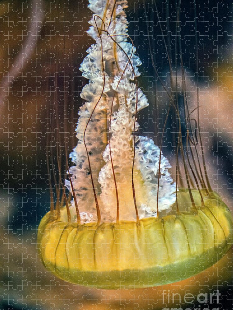 Sea Nettle Jellyfish (chrysaora Quinquecirrha) In An Aquarium Jigsaw Puzzle featuring the photograph Sea Nettle Jellyfish chrysaora Quinquecirrha by David Zanzinger