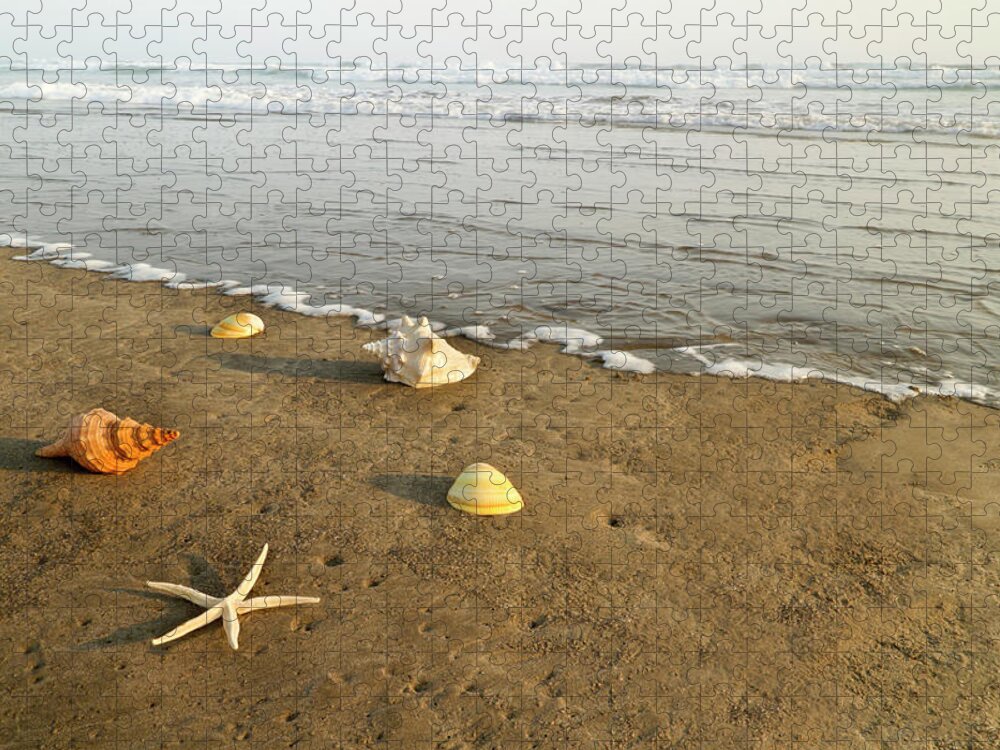 Animal Shell Jigsaw Puzzle featuring the photograph Seashells On Beach by Jamesbenet