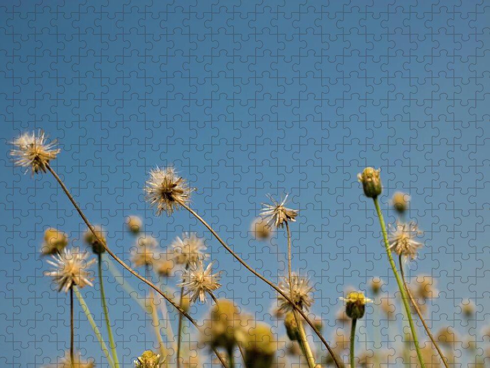 Bud Jigsaw Puzzle featuring the photograph Seed Heads Against A Blue Sky by Design Pics / Stuart Corlett
