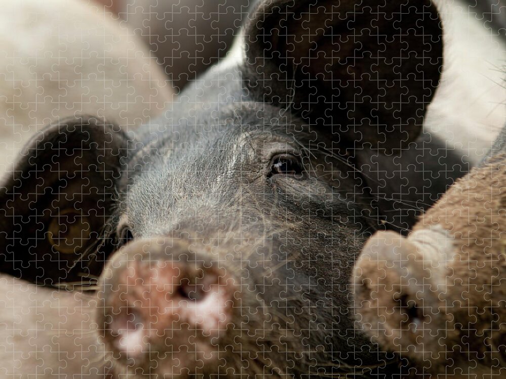 Pig Jigsaw Puzzle featuring the photograph Selective Focus Of A Pig by Bartco