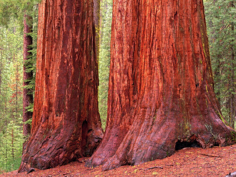 Sequoia Tree Jigsaw Puzzle featuring the photograph Sequoia Trees, Yosemite National Park by Art Wolfe