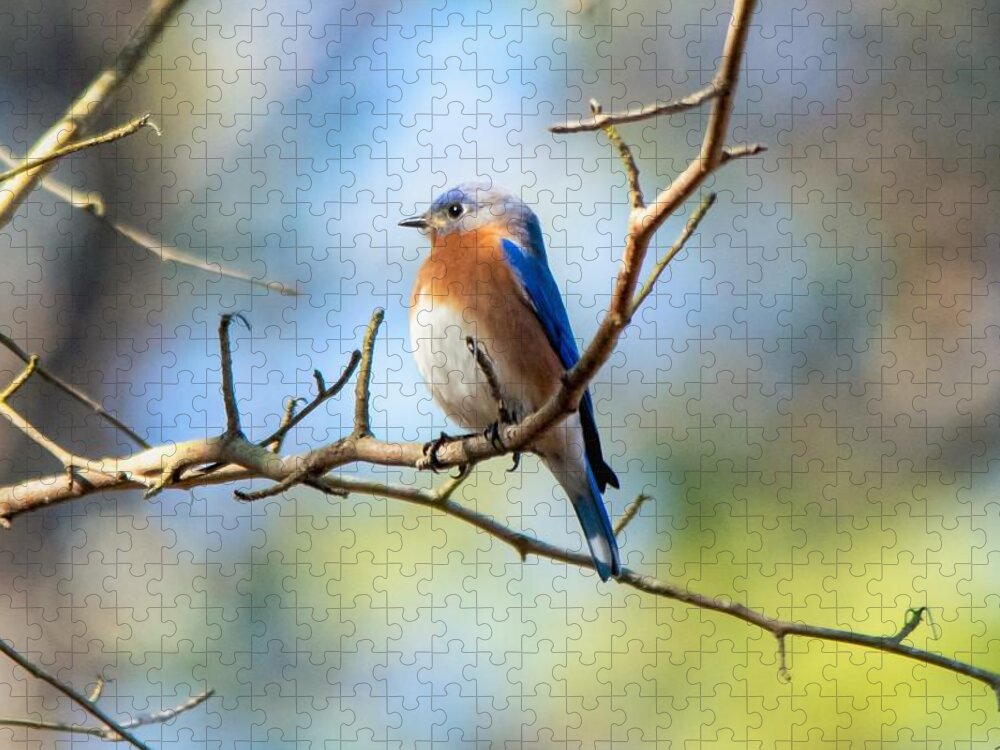 Eastern Bluebird Jigsaw Puzzle featuring the photograph Serene Bluebird by Mary Ann Artz
