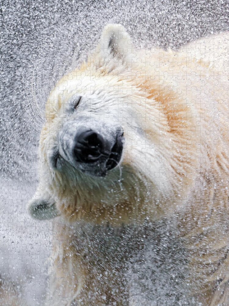 Animal Themes Jigsaw Puzzle featuring the photograph Shaking Polar Bear by Picture By Tambako The Jaguar
