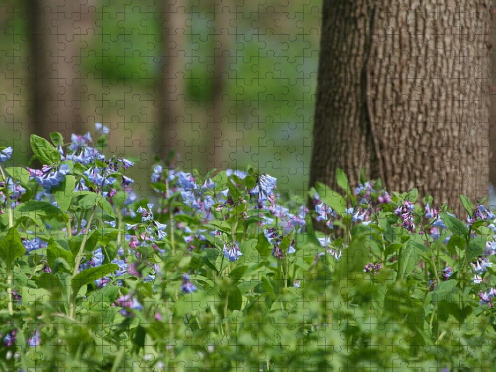 Shallow Bluebells Jigsaw Puzzle featuring the photograph Shallow Bluebells by Dylan Punke